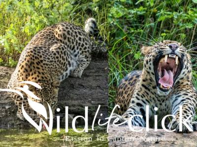 Leopard (Panthera pardus)