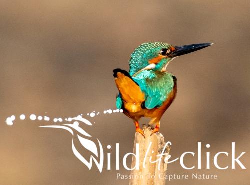 Common Kingfisher
(Alcedo atthis)