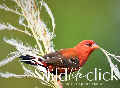 Red Avadavat
(Amandava amandava)