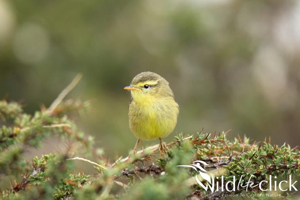 Tickell's leaf warbler
(Phylloscopus affinis)