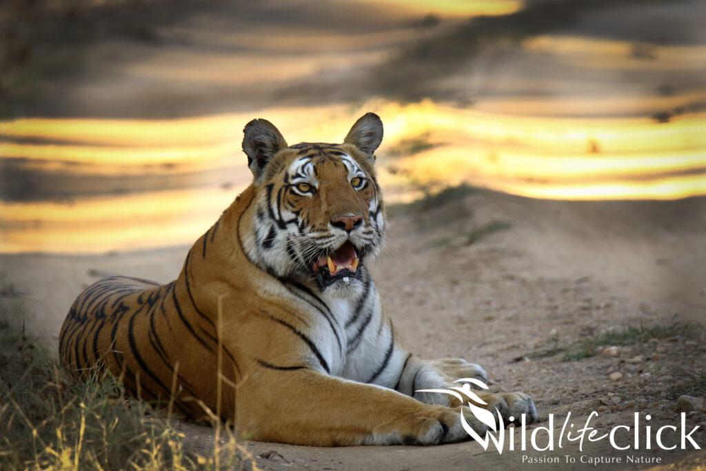 Tiger (Panthera tigris)