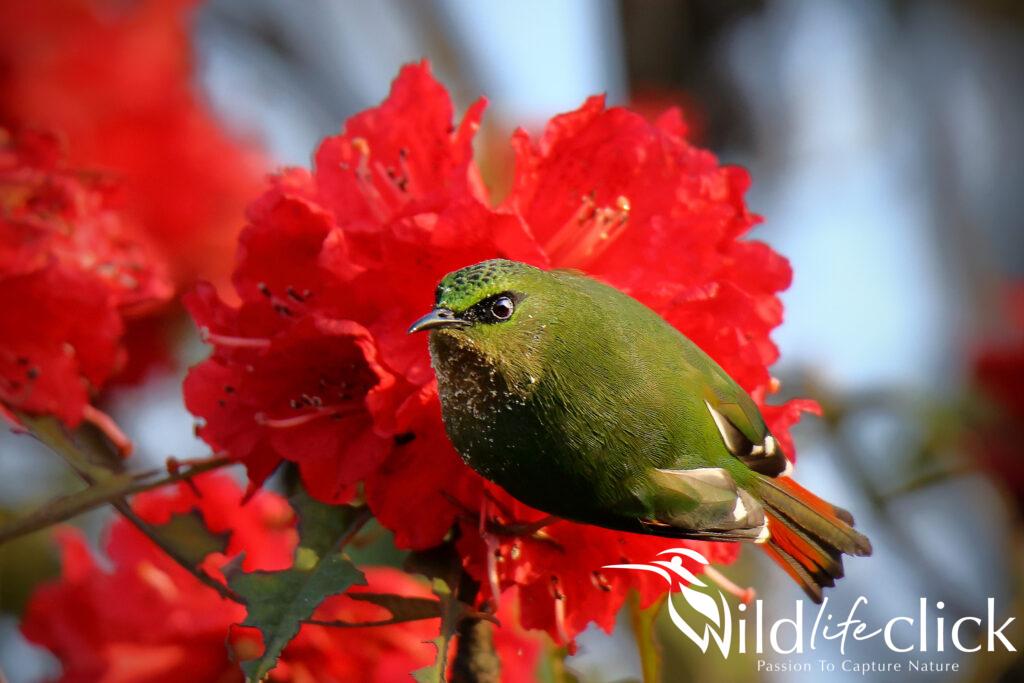 Fire-tailed Myzornis