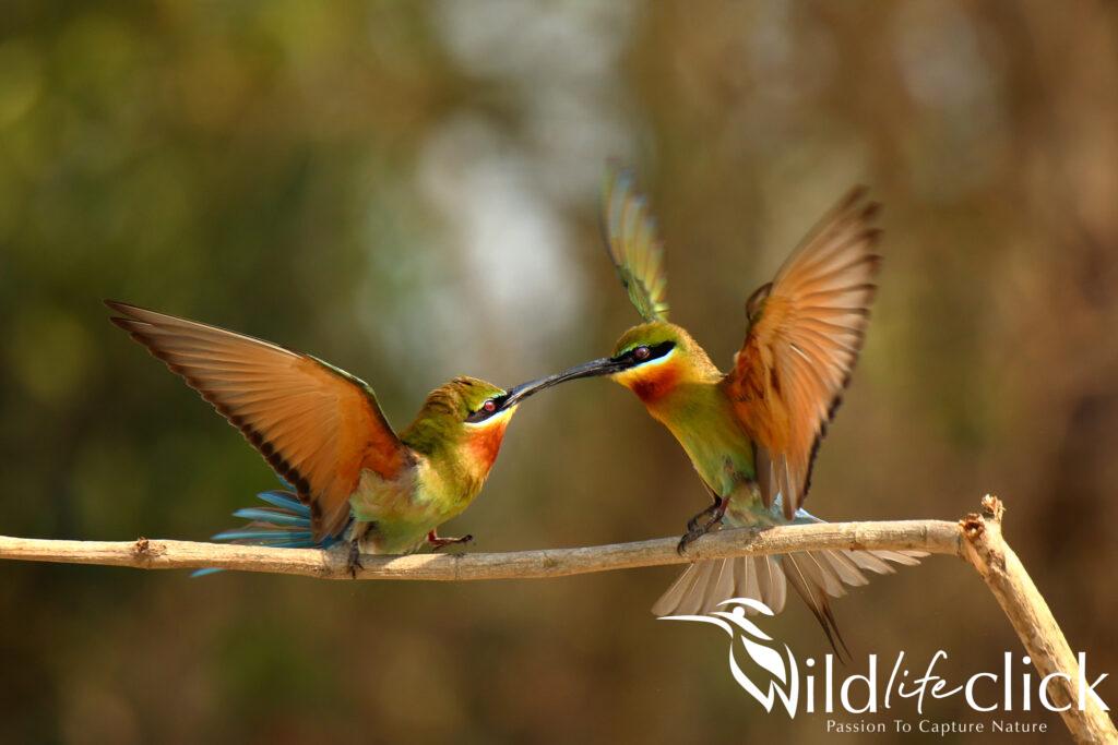 Blue-tailed Bee-eater
