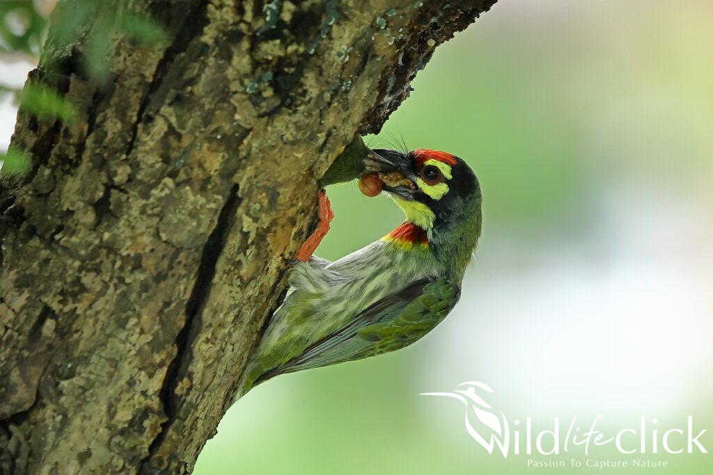 Coppersmith Barbet
(Psilopogon haemacephalus)
