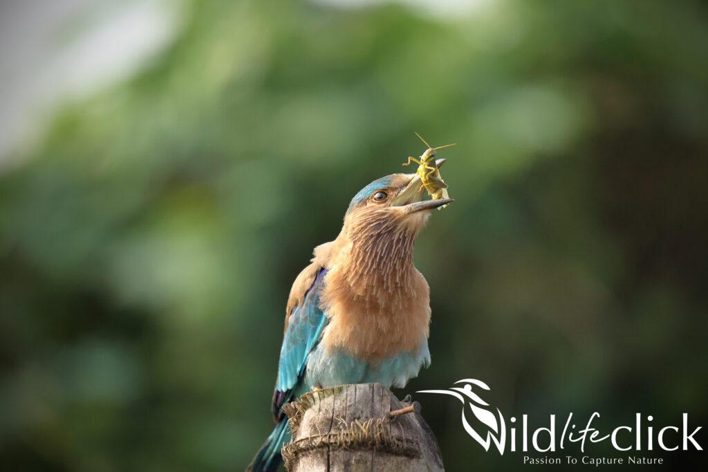 Indian Roller