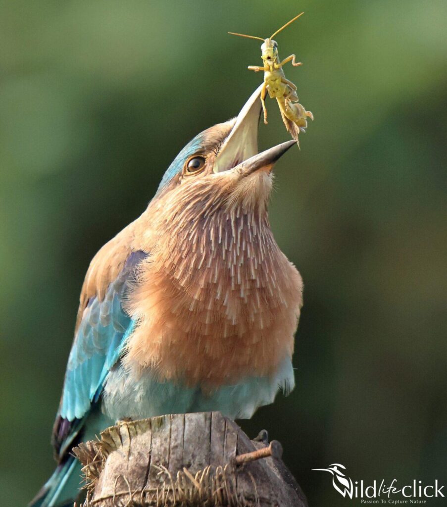 Indian Roller