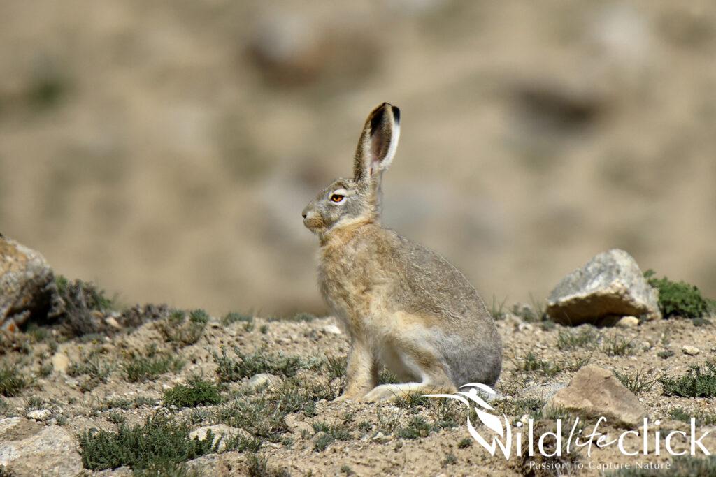 Woolly Hare or Tibetan Hare
(Lepus oiostolus)
