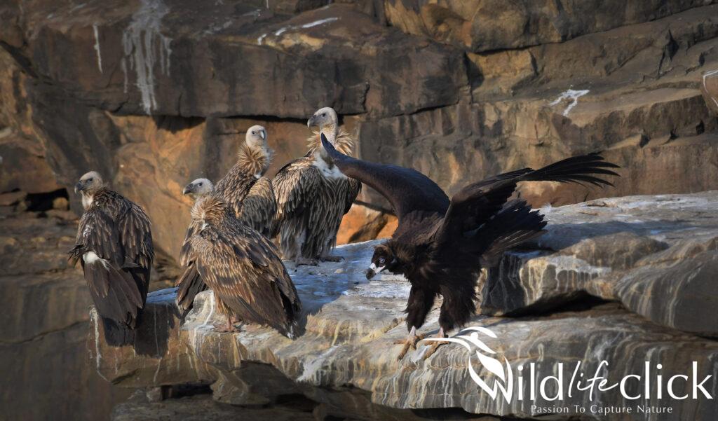 Cinereous Vulture