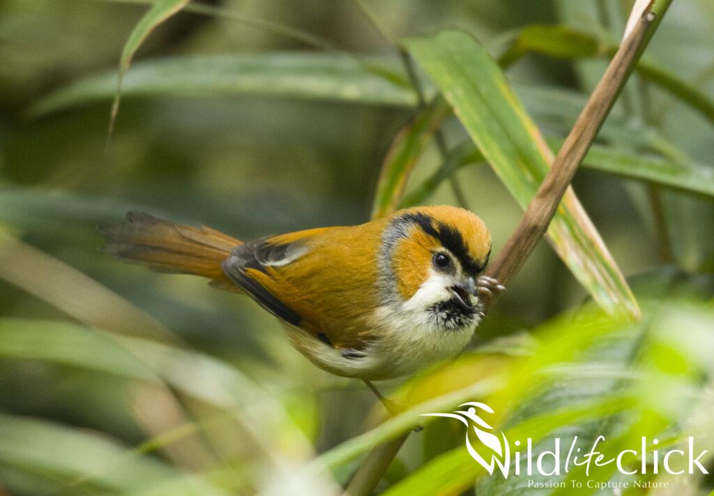 Black-throated Parrotbill
(Suthora nipalensis)