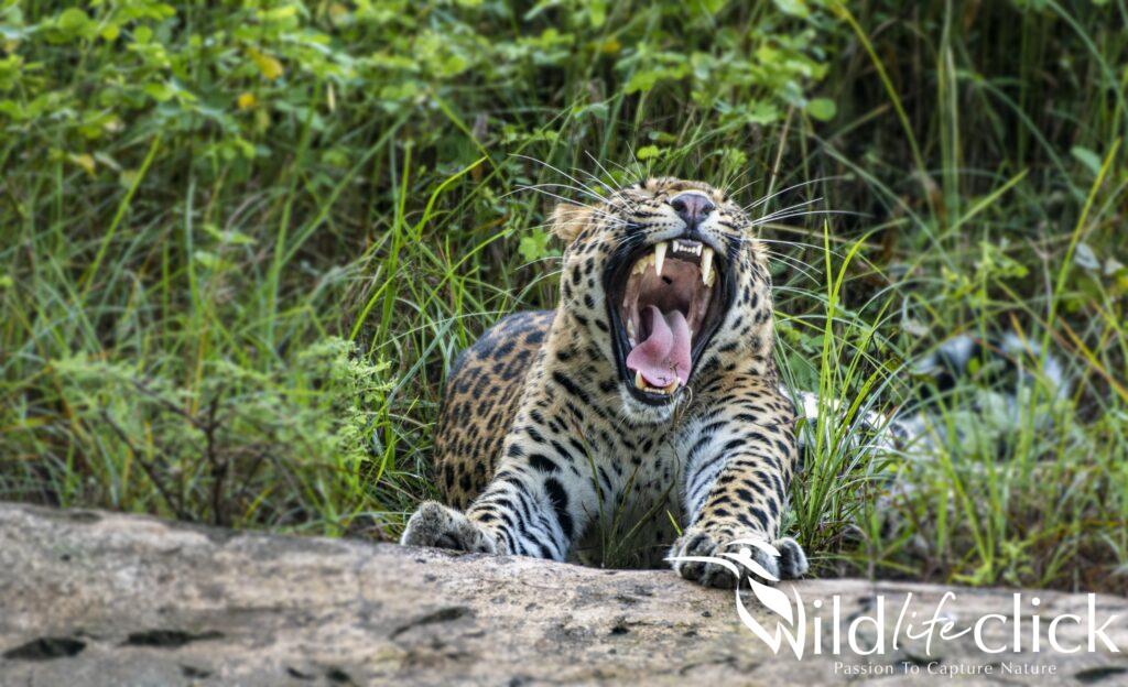 Leopard