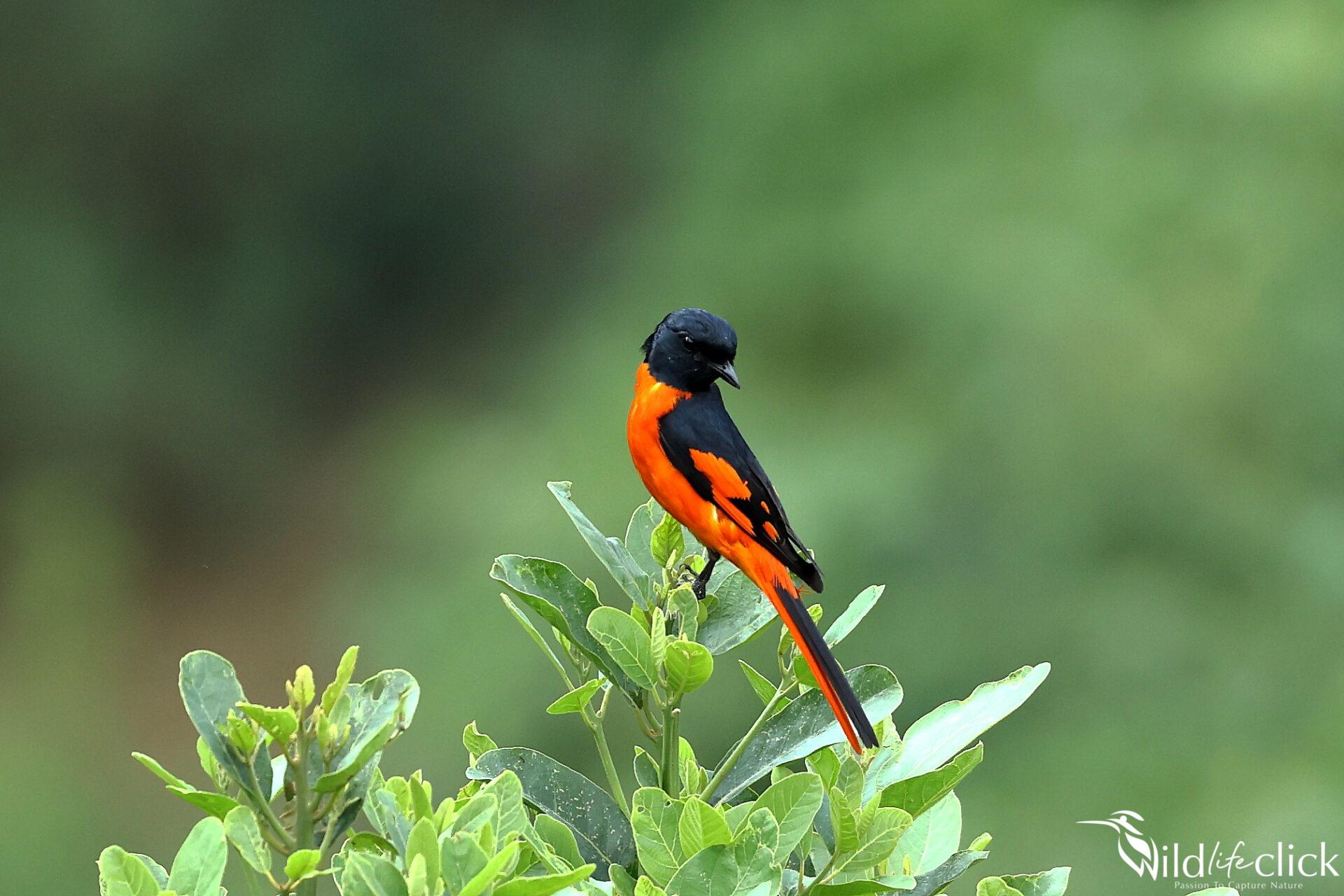 Minivet