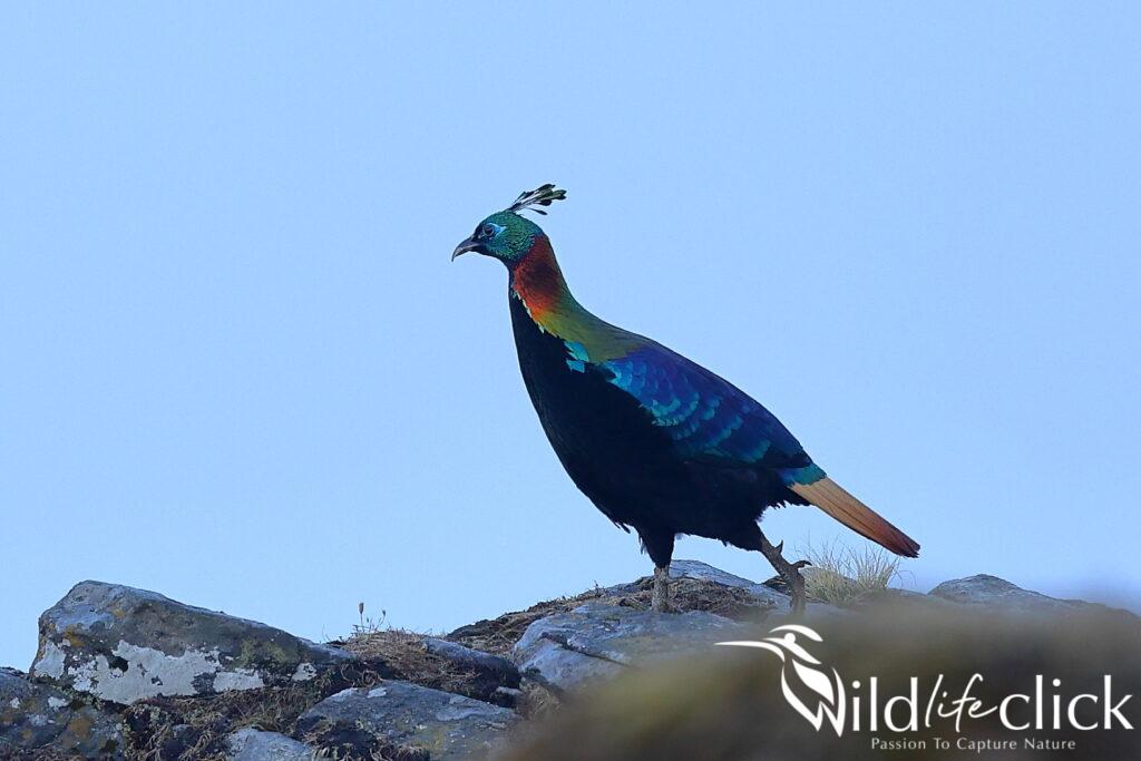 Himalayan monal (Lophophorus impejanus)