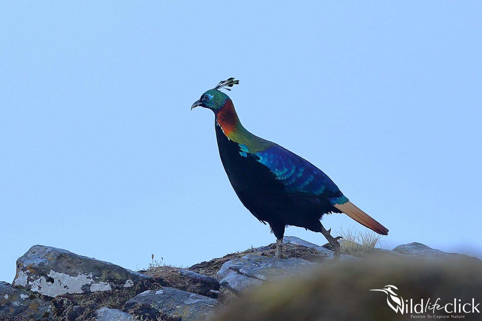 Himalayan monal (Lophophorus impejanus)