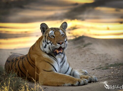 Tiger (Panthera tigris)