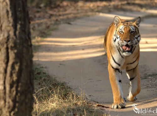 Tiger (Panthera tigris)