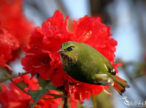 Fire-tailed Myzornis