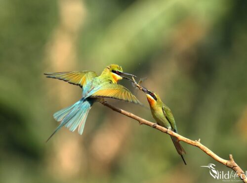 Blue-tailed Bee-eater