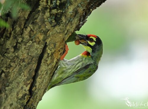 Coppersmith Barbet
(Psilopogon haemacephalus)