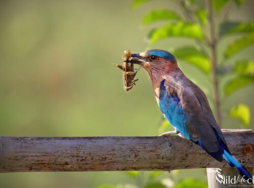 Indian Roller