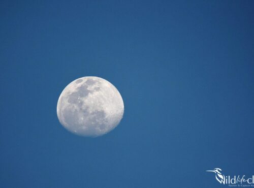 Moon