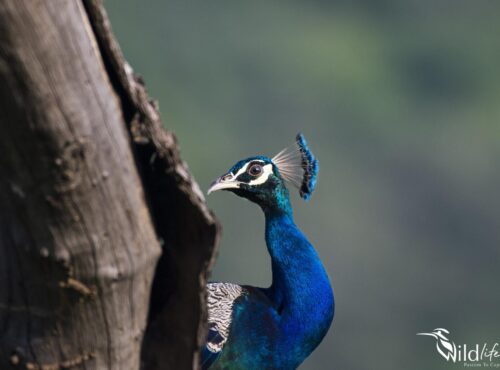 Peafowl