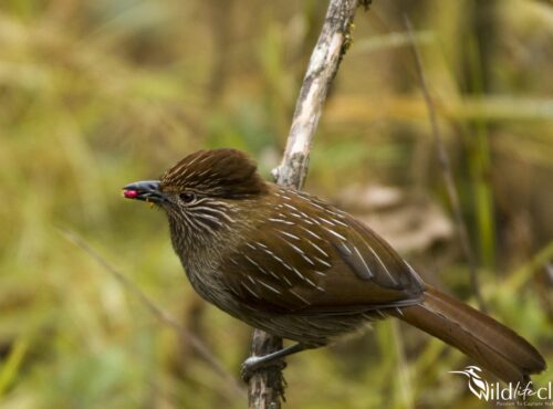 Striated laughingthrush
(Grammatoptila striata)