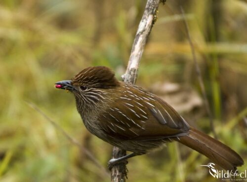 Striated laughingthrush Striated laughingthrush
(Grammatoptila striata)