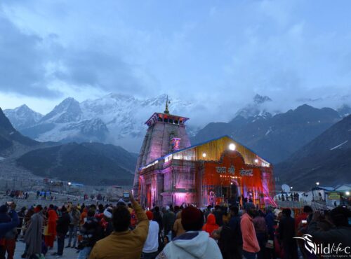 Kedarnath