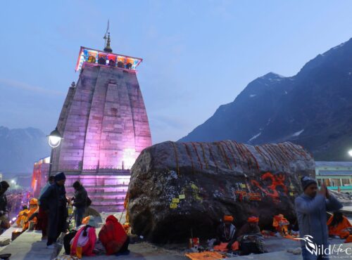 Kedarnath