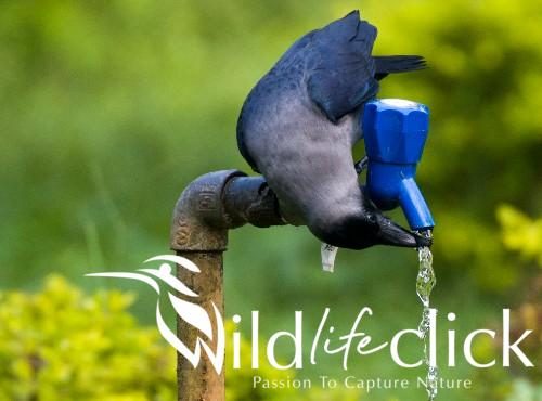 Thirsty Crow