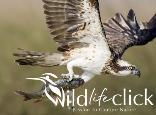 Osprey
(Pandion haliaetus)